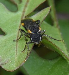 Sciapteryx costalis soror