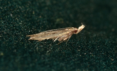 Dichomeris punctipennella