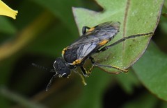 Sciapteryx costalis soror