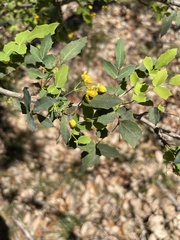 Berberis swaseyi