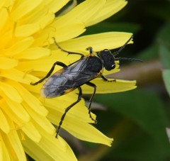 Sciapteryx costalis soror