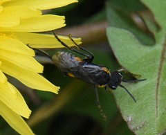 Sciapteryx costalis soror