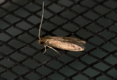 Phaeoses sabinella