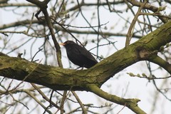Turdus merula