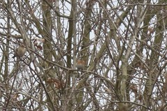 Fringilla montifringilla