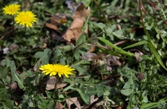 Macroglossum stellatarum