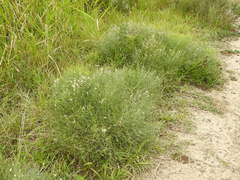 Baccharis notosergila