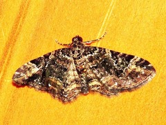 Melanthia ustiplaga
