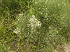 Baccharis notosergila