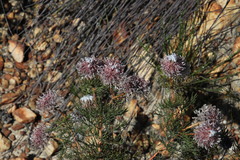 Serruria pedunculata