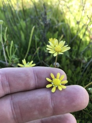 Blennosperma bakeri