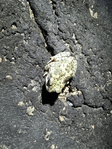 iNaturalist observation photo of Red-spotted Toad