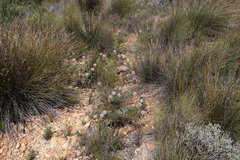 Serruria pedunculata