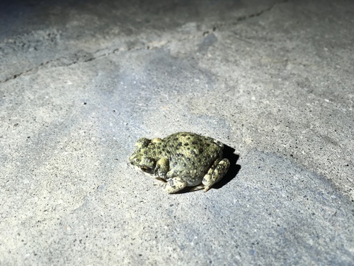 iNaturalist observation photo of Red-spotted Toad