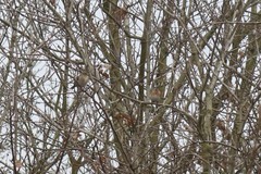 Fringilla montifringilla