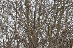 Fringilla montifringilla