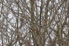 Fringilla montifringilla