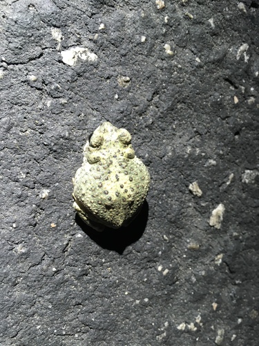 iNaturalist observation photo of Red-spotted Toad