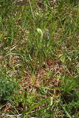 Pterostylis micromega