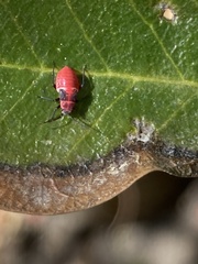 Lopidea major
