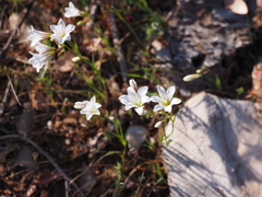 Gagea graeca