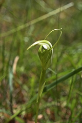 Pterostylis micromega