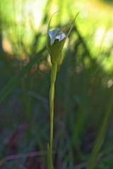 Pterostylis micromega