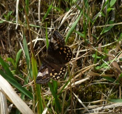 Erynnis montanus