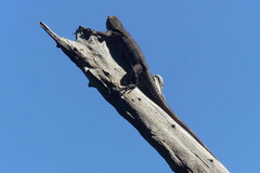 Iguanidae