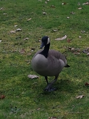 Branta canadensis