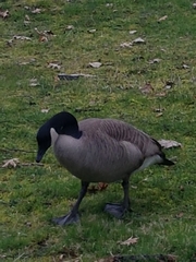 Branta canadensis
