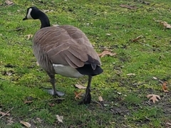 Branta canadensis
