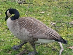 Branta canadensis