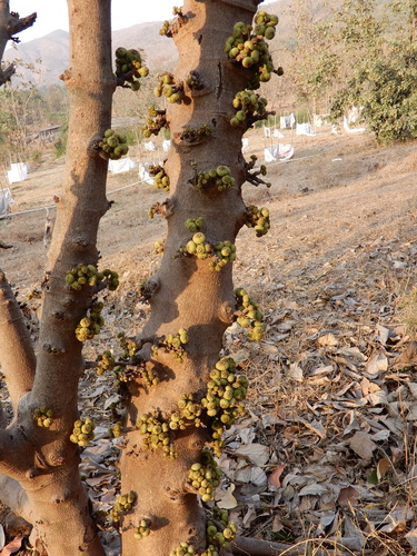 Opposite-leaved fig (Ficus hispida)