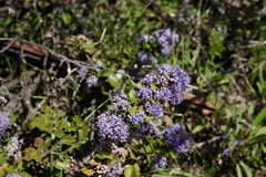 Ceanothus purpureus