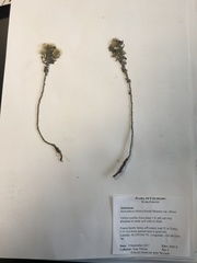 Heterotheca villosa villosa