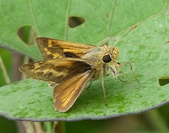 Polites vibex catilina