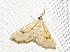 Disticta atava