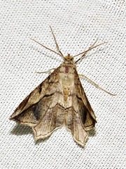 Chiasmia simplicilinea