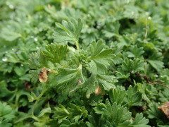 Alchemilla australis