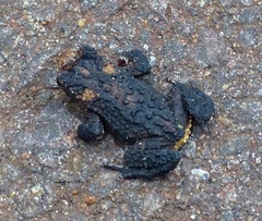 Melanophryniscus devincenzii