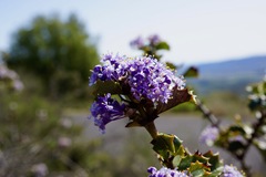 Ceanothus purpureus