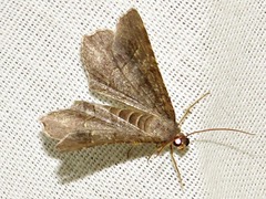 Chiasmia confuscata