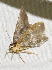 Chiasmia confuscata