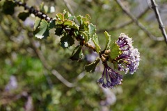 Ceanothus purpureus