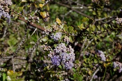 Ceanothus purpureus