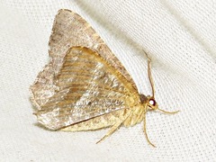 Chiasmia confuscata