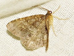 Chiasmia confuscata