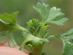 Alchemilla australis