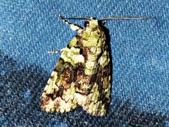 Blenina squamifera